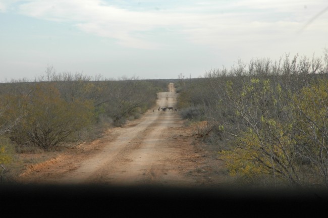 The meat you eat doesn't come from a scene that looks like this - unless you hunted it.