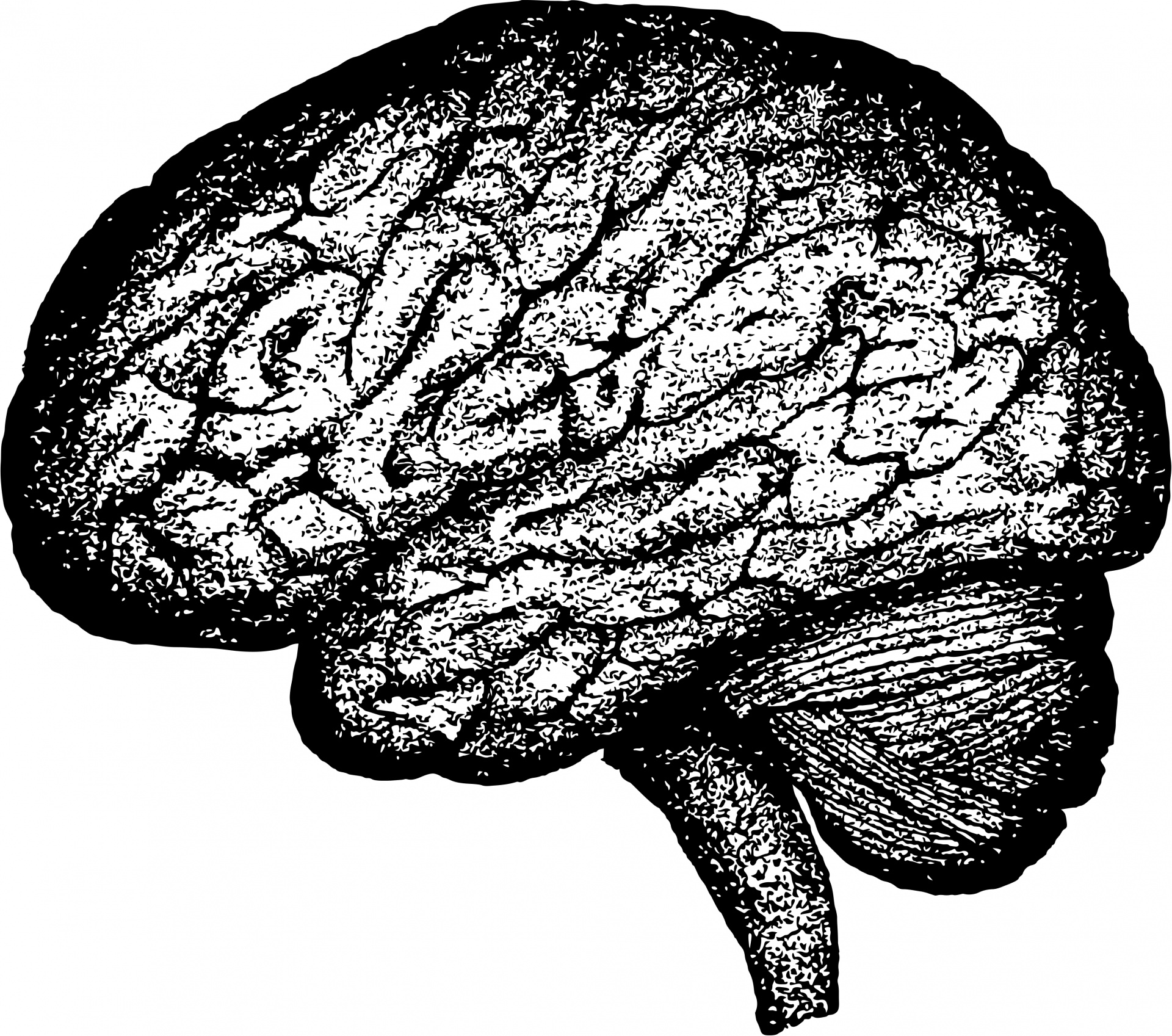 Картинки головного. Мозг иллюстрация. Мозг черно белый.